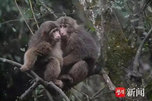 知名景区施行人猴分离网友大师兄的好日子要到头了