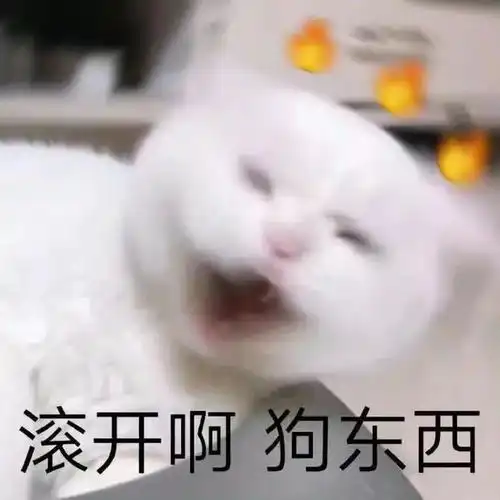 表情包小猫小狗的表情包