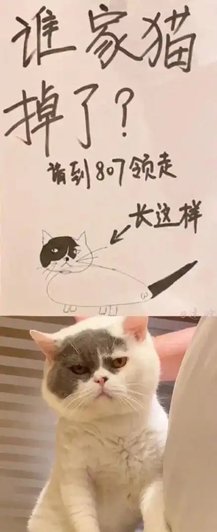 这是谁家丢的猫,麻烦来xx房认领一下