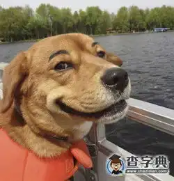 假如狗狗有眉毛搞笑图片