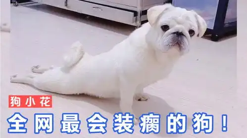 狗小花百万网红狗瘫痪了,凭借演绎爆笑日常爆火网络