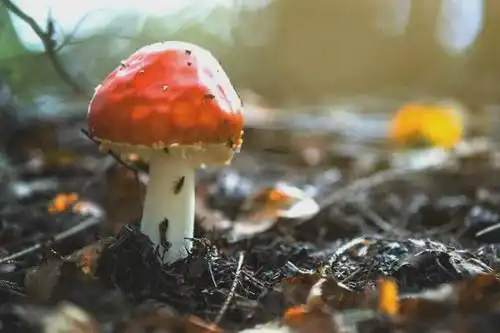 如果中毒者出现昏迷,不宜进行人为催吐,容易引起窒息