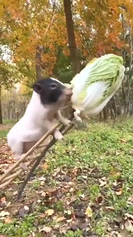 猪这大白菜真是太好吃了