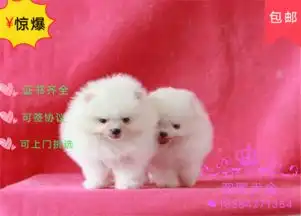 买高品质博美保健康纯种签售后协议基地直销