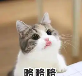 该准备的都给朕准备好了吗就撸朕到底该如何撸喵喵
