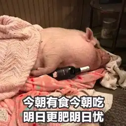 表情包让吃货减肥的下场就是这样
