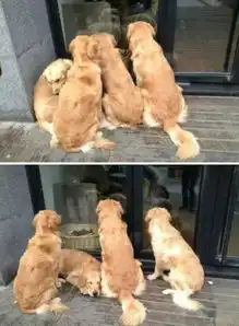 fun咖啡因散步途中有间猫咪咖啡馆,四只金毛每天路过都要去吸猫