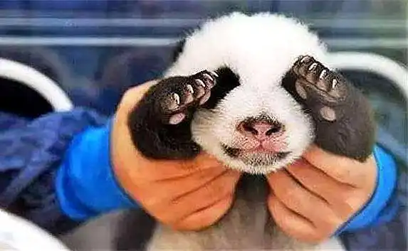 熊猫宝宝变成腿部挂件,奶爸奋力逃脱魔爪,网友我腿粗,抱我团子