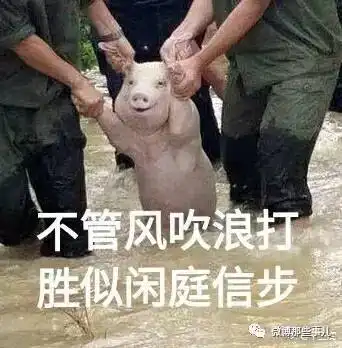 网红小猪火爆微博被做成表情包太搞笑了还要被做成烤肠