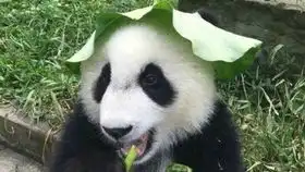 33精锐跑图忽略面板呗