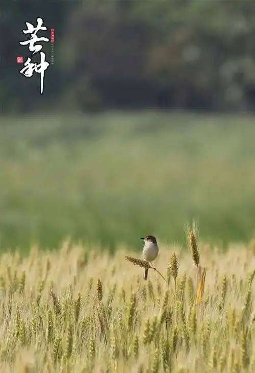 今日芒种忙有所获,种有所得