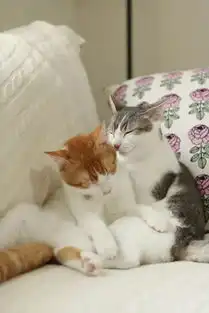 ins网友每天围观的日本这对龙凤胎猫咪,一个比一个可爱,睡姿动作表情神同步,这铲屎官简直是人生赢家啊