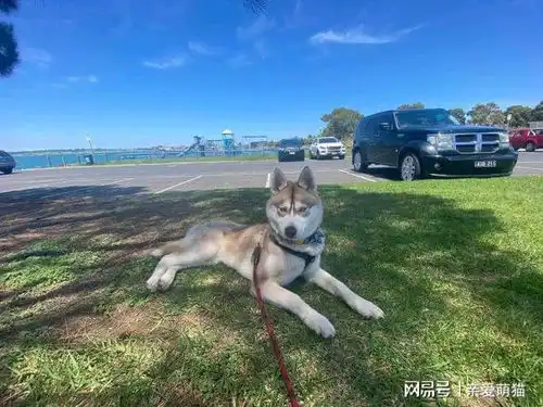 哈士奇与蜜蜂搏斗,主人袖手旁观,结果成了猪头