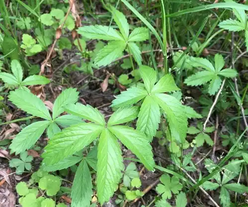 蛇含,又称五匹风五爪龙,有2大作用,价值极高,农民要了解毛桃三叶植物蛇莓委陵网易订阅