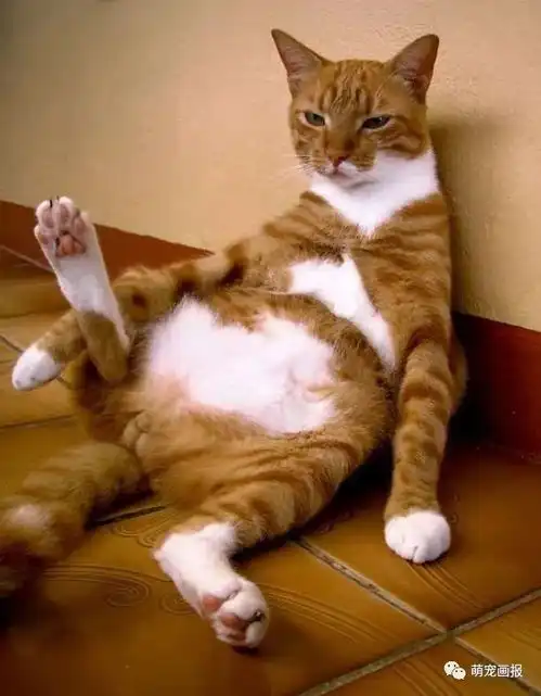 猫咪舔屁屁的时候,被你突然叫名字,这小表情太逗了