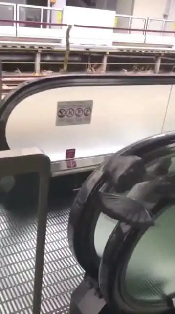 鸽子第一次坐电梯,直接当成了跑步机,真是天搞笑了