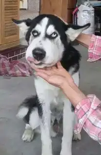 哈士奇也被蜜蜂蜇了,不说,大嘴狗狗们欢迎你加入
