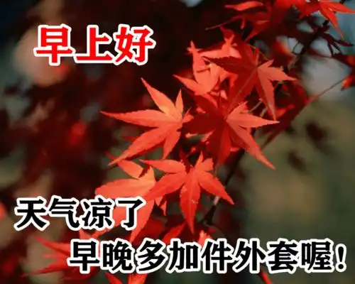 秋日最美阳光早安心情动态图片大全秋天早上好动态表情枫叶图片