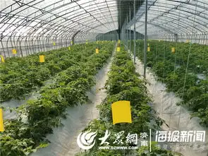 专家足不出户农户拎包入驻全省首家企业合作社农户数字农场亮相玉皇庙
