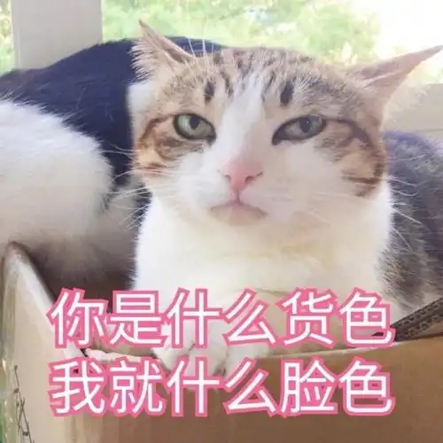 猫猫只是路过表情包表情