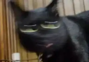 不能好好拍照吗猫奴手残无极限,黑猫各种照片丑出新高度