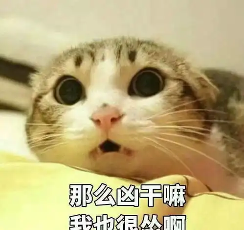 猫咪舔毛,不止是爱干净,还有这些原因