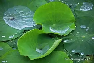 夏日的伏尔加庄园,邂逅雨后荷叶