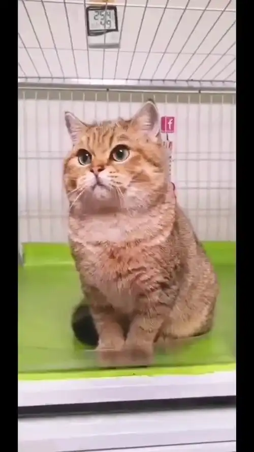 来看看我家的小可爱猫咪