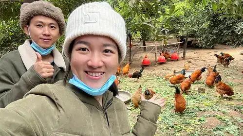 阿旺的果园散养鸡开卖,订单一个接一个,这下要发财了