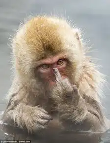 猴子洗澡被打扰后怒竖中指摄影师我很开心