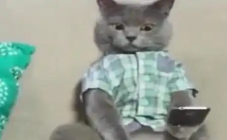 这些猫咪都是戏精,你可能不知道名字,但都见过它们的表情包
