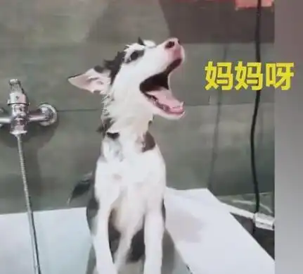 搞笑段子啤酒都洒了吧哈士奇