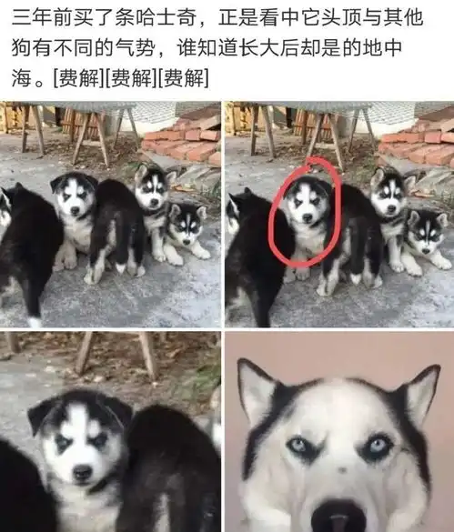 搞笑集锦三年前买了一只哈士奇,是看中了它头顶与其他狗不同