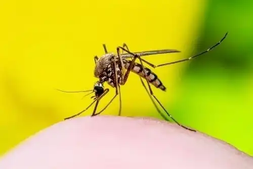 登革热疫情严重阿根廷用辐射给蚊子做绝育