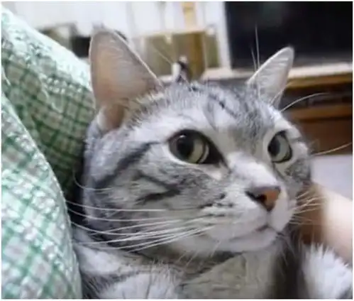 猫猫只是路过表情包怀里