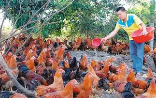 定安林下经济绿山富民