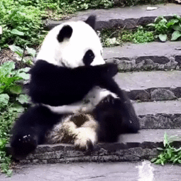 你见过熊猫被惊吓后的表情吗让人笑到流眼泪
