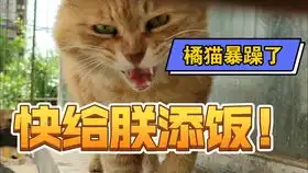 宇宙最凶的橘猫像野兽一样嘶吼
