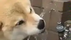 一只治愈汪,微笑面对狗生