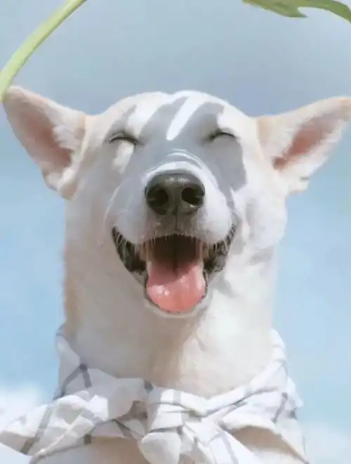 狗年拾趣太有意思了