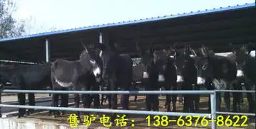 绍兴哪里有大型肉驴养殖
