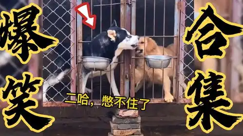 搞笑段子哈士奇隔着笼子抢隔壁金毛的饭,这狗不讲武德啊