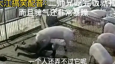 大江搞笑配音一个人在猪圈总被猪欺负它不但爱拱白菜连主人也不放过啊