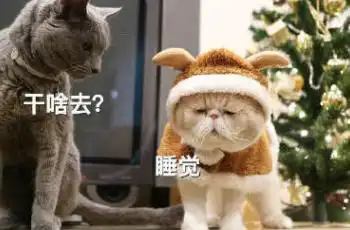 每天早起的我
