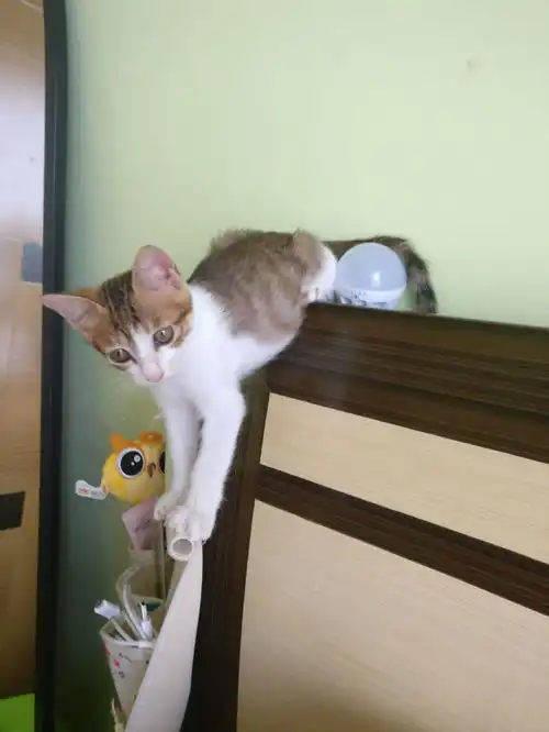 猫可以萌到什么程度