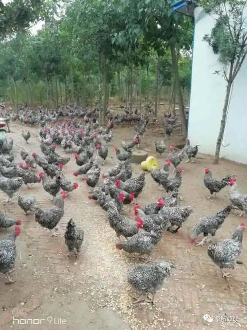 巾帼带货,爱心助农