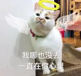 网红猫楼楼去世变小天使表情包我以后就是小天使啦表情与斗图