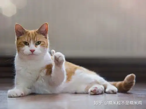 深圳哪里买猫咪靠谱