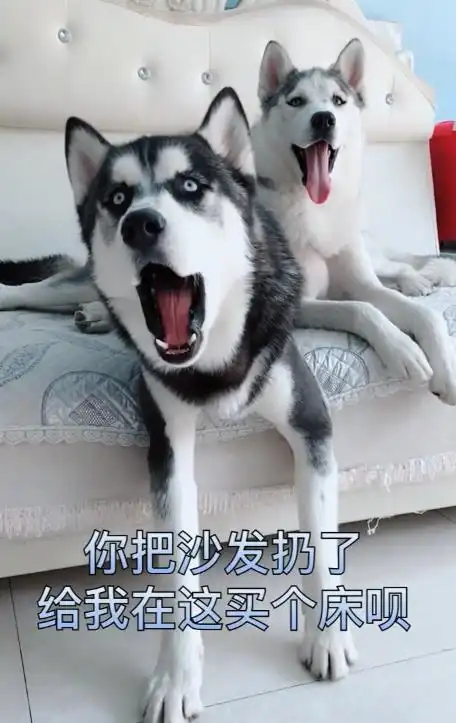 哈士奇姥,我有个大胆的想法,你把沙发扔了给我买个大床