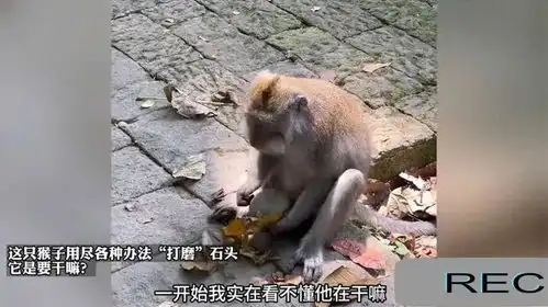 这只猴子用尽各种办法打磨石头它是要干嘛